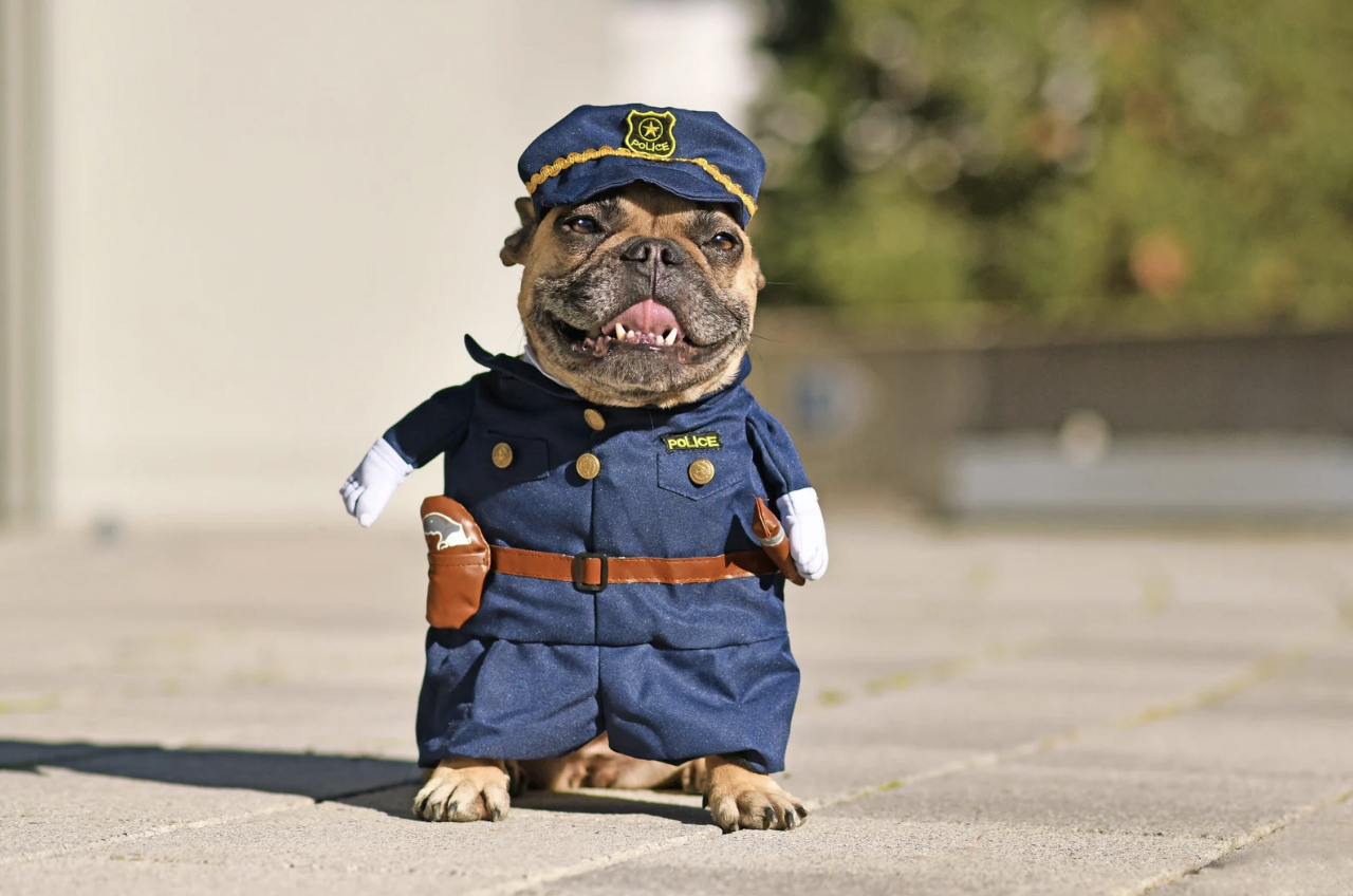 French Bulldog dressed up as a cop