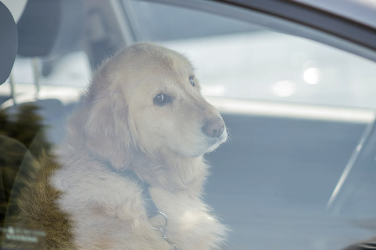 a dog left in a hot car