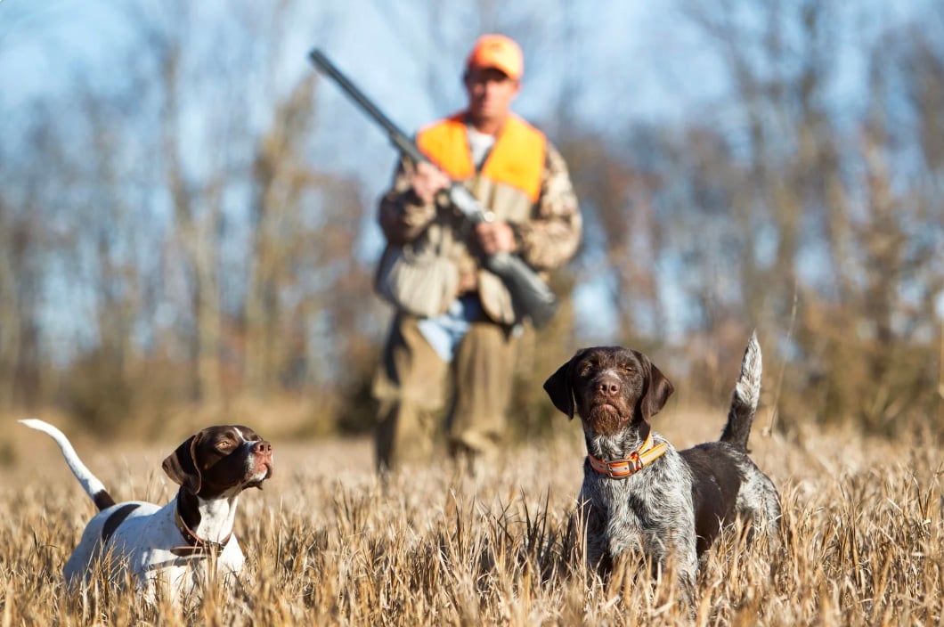 a hunter with two of his hunting dogs