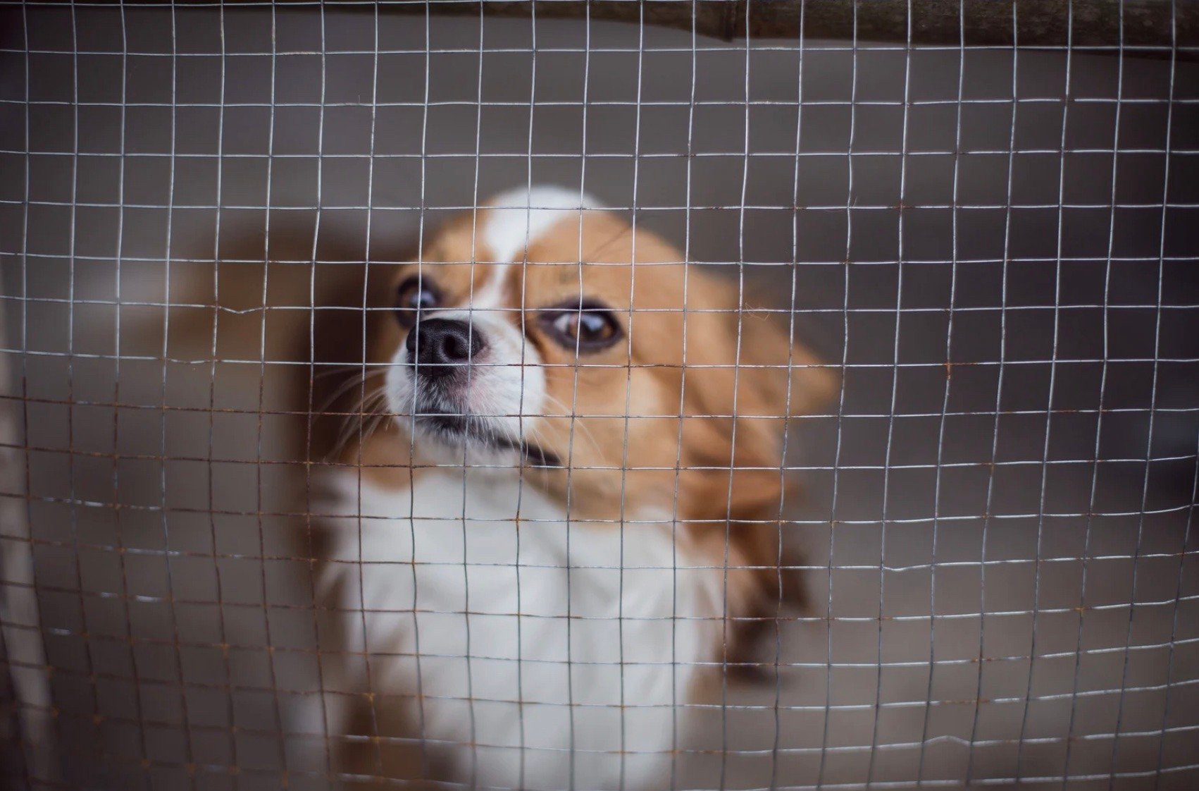 a small dog in a cage