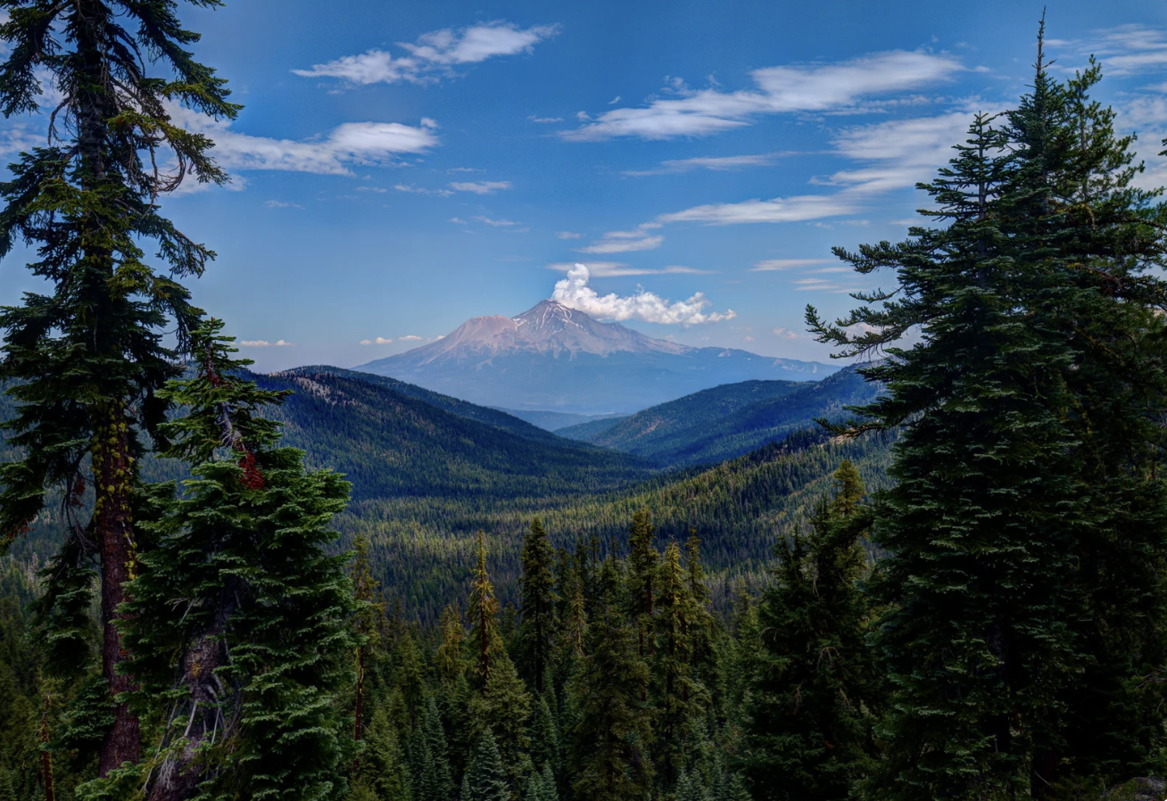 an peak view of a Northern California forest 
