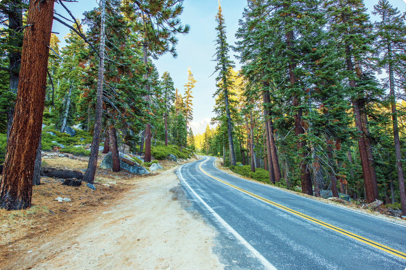 a Sierra Nevada highway that goes through a forest of trees