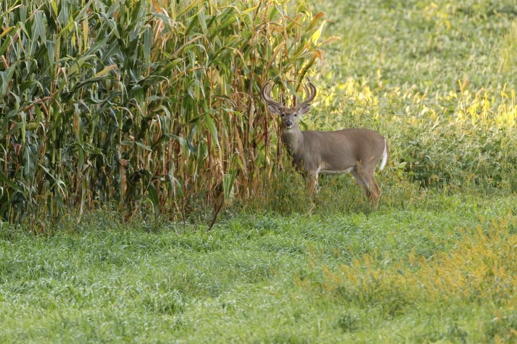 Navigating Fish and Game Code Violations in Roseville, CA